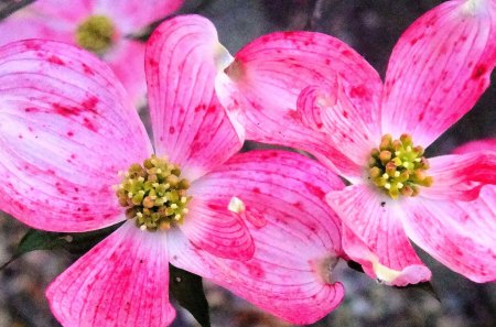 Pink Dogwood last spring - nature, outdoors, trees, photography