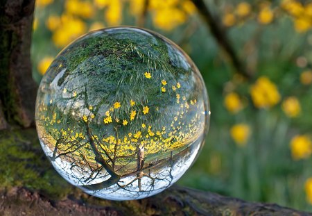 Yellow Daffodil Through a Clear Ball - crystal, nature, trees, yellow, clear, flowers, ball