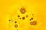 Abstract Yellow Sunflowers