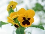 Yellow Pansy