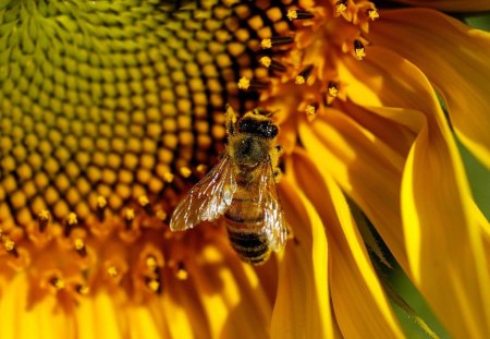 Close-up of a Large Sunflower with a Bee