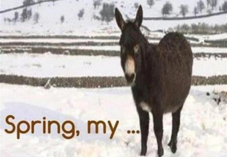 Spring, my.... - snow, spring, donkey, funny