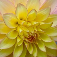 Yellow and Pink Dahlia