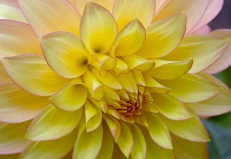 Yellow and Pink Dahlia - large, petal, nature, yellow, layers, dahlia, flower, pink