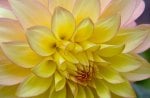 Yellow and Pink Dahlia