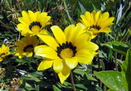 Yellow Petal Flowers - day, circle, ring, black, large, nature, yellow, petals, green, leaves, flowers, stem