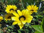 Yellow Petal Flowers