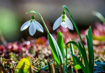 Snowdrops