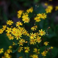 Yellow Daisies