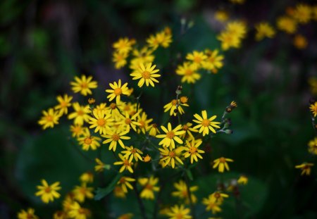 Yellow Daisies - yellow, leaves, flowers, daisies, bush, nature, green, bunch, day