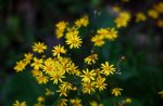 Yellow Daisies