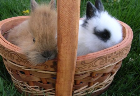 *** Easter bunnies *** - easter, animal, animals, bunnies, bunny