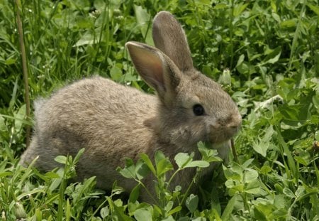 *** Rabbit on the meadow *** - rabbit, animal, nature, rabbits, meadow, animals