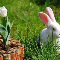 *** White Easter bunny ***