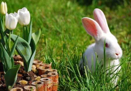 *** White Easter bunny *** - easter, animal, bunnies, bunny, animals