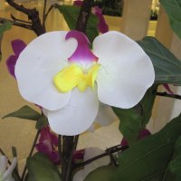 Orchids to celebrate Spring