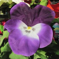 Giant purple pansies