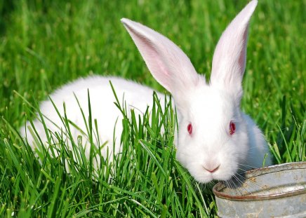 *** Easter bunnies *** - bunnies, white, animal, animals