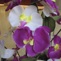 Orchids for Spring