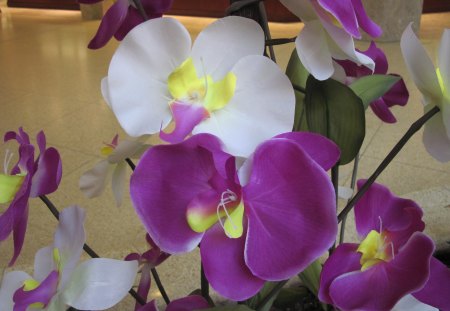 Orchids for Spring - white, purple, orchids, flowers, photography, yellow