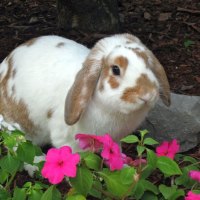*** *** Easter bunny ***