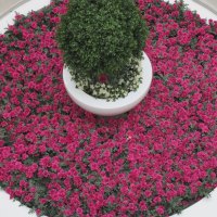 Beautiful red flowers