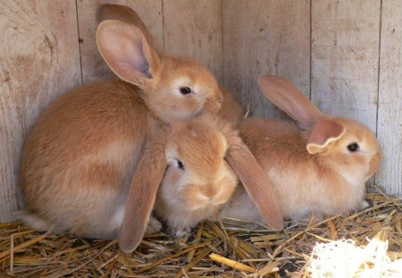 *** Bunnies *** - easter, animal, animals, bunnies, happy, holidays