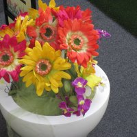 Yellow Gerbera flowers