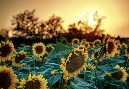 Sunflower - flowers, Sunset, sunflower, nature