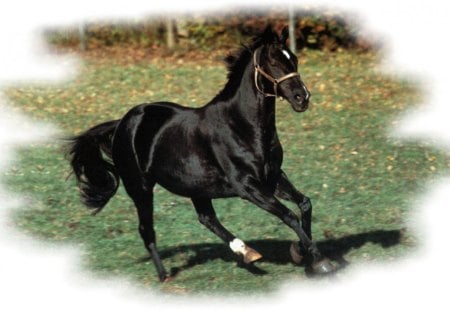 Blacky One Sock - Horse 2 - wide screen, horse, canter, animal, pasture, photo, gallop, photography, equine