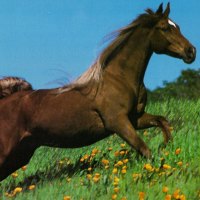 Field of Poppies - Horse 2