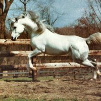 Exuberance - Horse 2