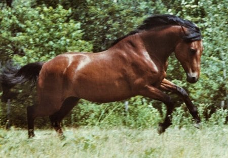 Working It Off - Horse 2 - equine, animal, energy, photography, photo, horse, bay, wide screen