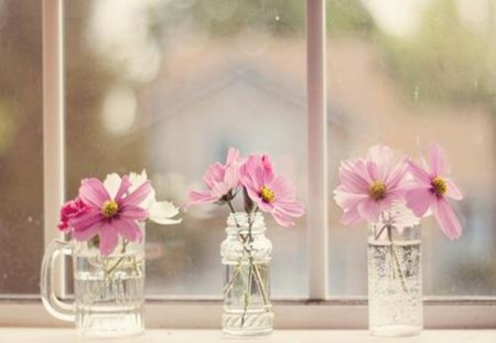 Cosmos in the glass - mood, delicate, water, cosmos, soft, window, glass