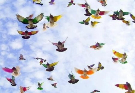 Hummingbirds - free, hummingbirds, birds, fly, sky, animals