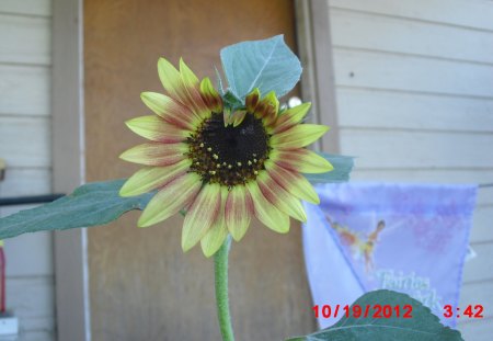 Sunflower - nature, sunflowers, gardens, flowers