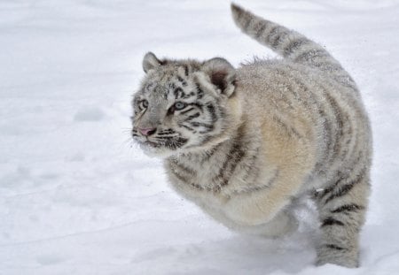 Tiger - sleepy, cute, beautiful, cat, sleeping, kitty, cats, hat, cat face, paws, face, animals, pretty, beauty, sweet, kitten, lovely