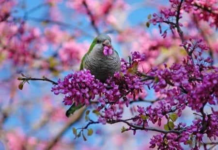 Spring bird - nice, branches, blooming, fresh, freshness, colorful, lovely, spring, bird, nature, pretty, blossoms, beautiful, rest, animal, tree