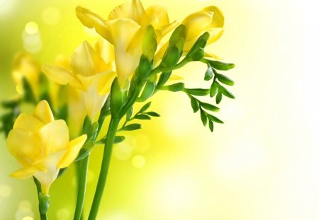 Spring flower - pretty, delicate, yellow, beautiful, freesia, spring, lovely, freshness, flower, glow