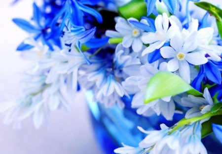 Bouquet of blue flowers - nice, fresh, freshnes, delicate, tender, bouquet, lovely, spring, white, pretty, blue, beautiful, flowers