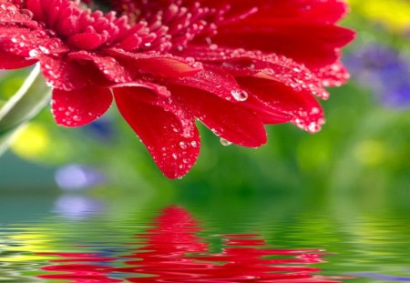 Red flower reflection - greenery, pretty, delicate, water, beautiful, drops, wet, lovely, flower, reflection, garbera, red, tender, nice