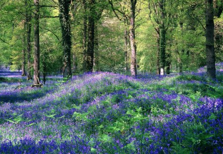 Flower Forest - flower, tree, forest, nature