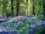 Flower Forest