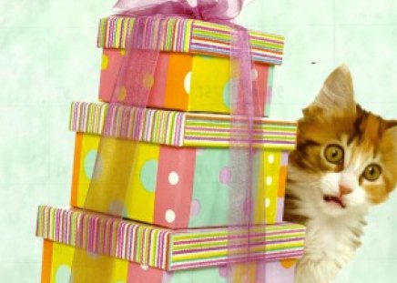 Look what I got - gifts, kitten, boxes, bow, ribbons