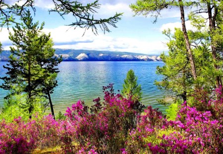 Lovely lake view - branches, water, summer, blue, reflection, mountain, tree, flowers, colorful, river, shore, nature, riverbank, view, lake