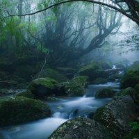 Foggy forest