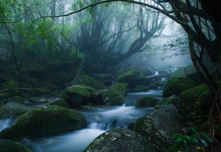 Foggy forest - landscapes, trees, dark, creek