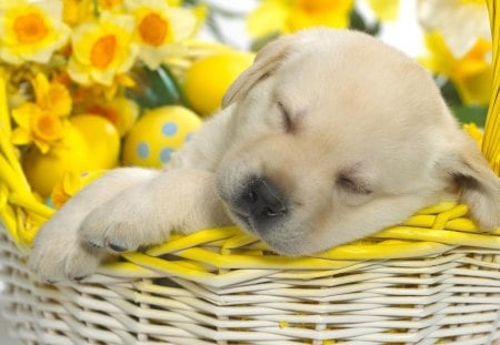 Easter basket - fun, animals, easter, basket, entertainment, eggs, cool, dog, holiday, animal, dogs, puppies