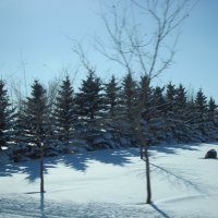 Frozen trees