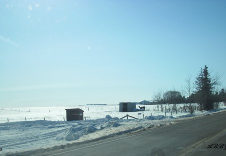 Lama on the farm - sky, winter, photography, trees, lama, blue